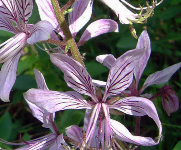 Il dittamo è in pericolo. I ricercatori dell'Alma Mater studiano come salvarlo