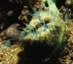 La Balanophyllia europaea