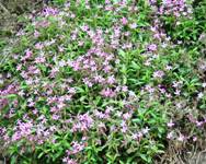 Il verde autoctono per abbellire le città