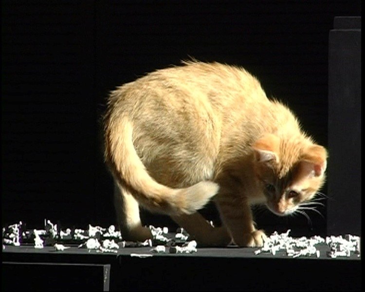 Still dal video di Codeghini e Bellini