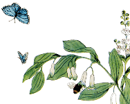 Imparare sul campo: Pierina Boranga all'Orto Botanico