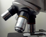 Invasione batterica: minaccia o risorsa?