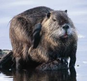 nutria