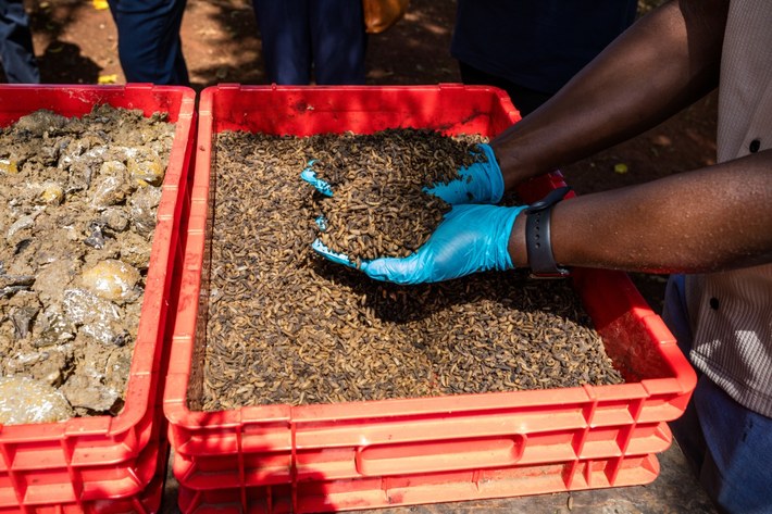 L'allevamento della mosca soldato produce un ammendante adatto alla coltivazione di ortaggi