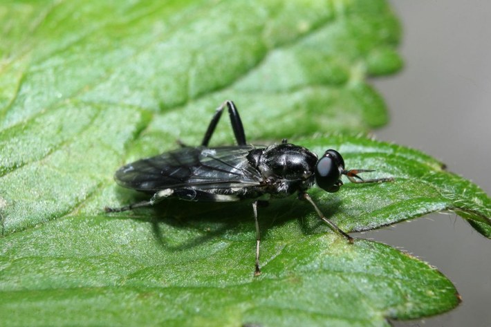 L'allevamento della mosca soldato è una soluzione economica per ottenere una ricca fonte di proteine