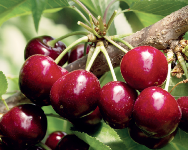 La frutta Unibo a chilometro zero