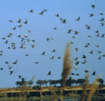 Fischioni durante la migrazione