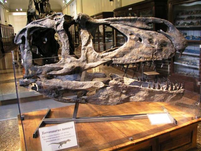 Torvosaurus tanneri