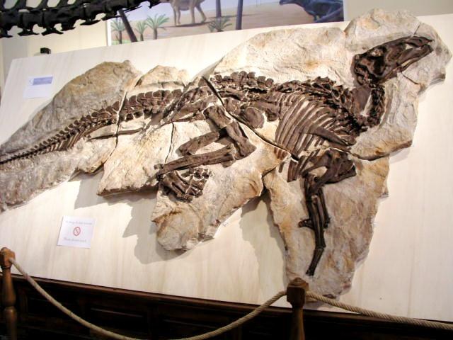 Dinosauro adrosauroide &quot