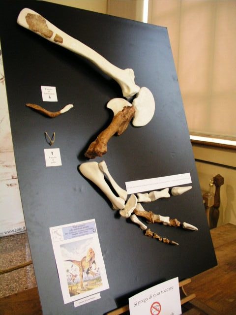 Dinosauro teropode di Saltrio &quot