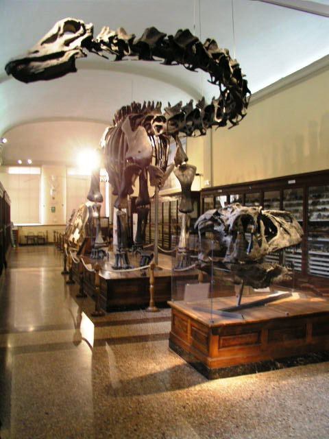 Diplodocus carnegiei