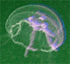 Logo del Premio Palinsesto Italia