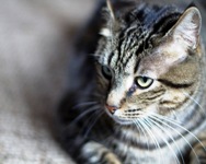 Parte POC4PETS, nuovo progetto Unibo per la prevenzione e il controllo delle malattie infettive degli animali