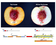 Reversion of y2 mutation in