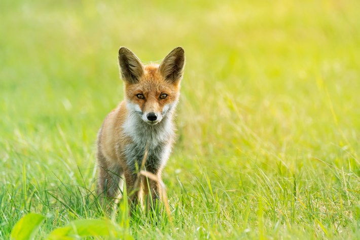 Il Delta dell'Oder è una delle zone più ricche di biodiversità del nord Europa
