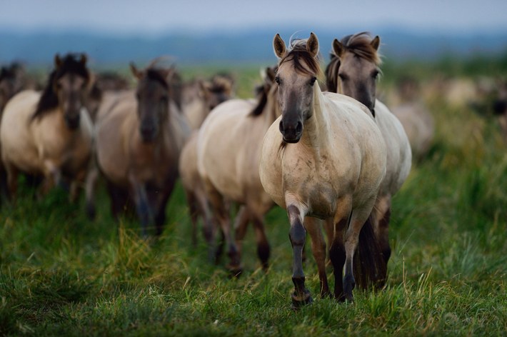Cavalli selvaggi nel Delta dell'Oder