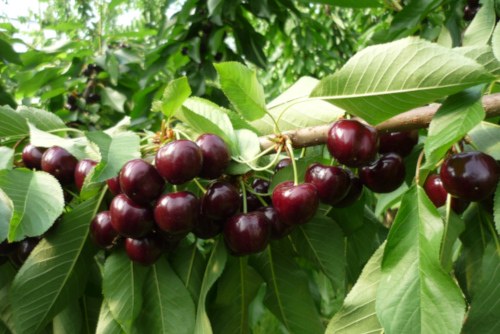 ciliegie varietà Sweet Dave di Unibo
