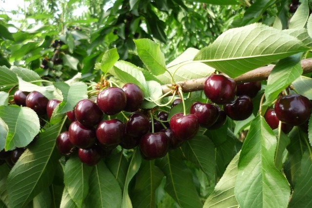 ciliegie Sweet Dave di Unibo
