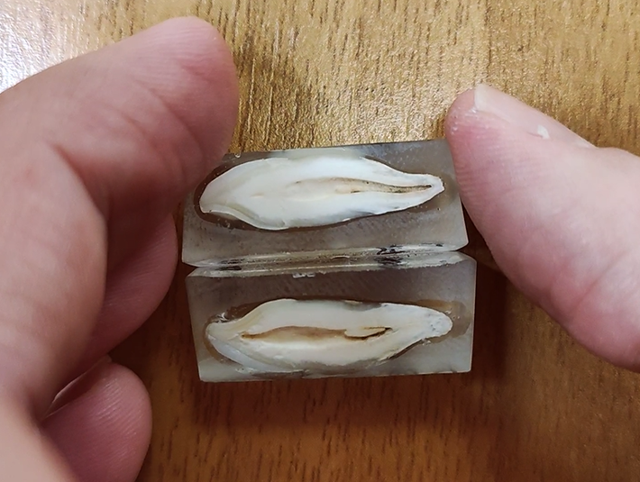 Procedura per la produzione delle sezioni sottili di uno dei denti (Immagine: Roberto Germano)