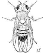Drosophila