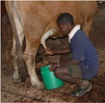 mungitura di una vacca di Hanga